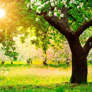 hd-trees-in-sunlight-wallpapers-free-download-amazing-high-definition-wallpapers-of-trees